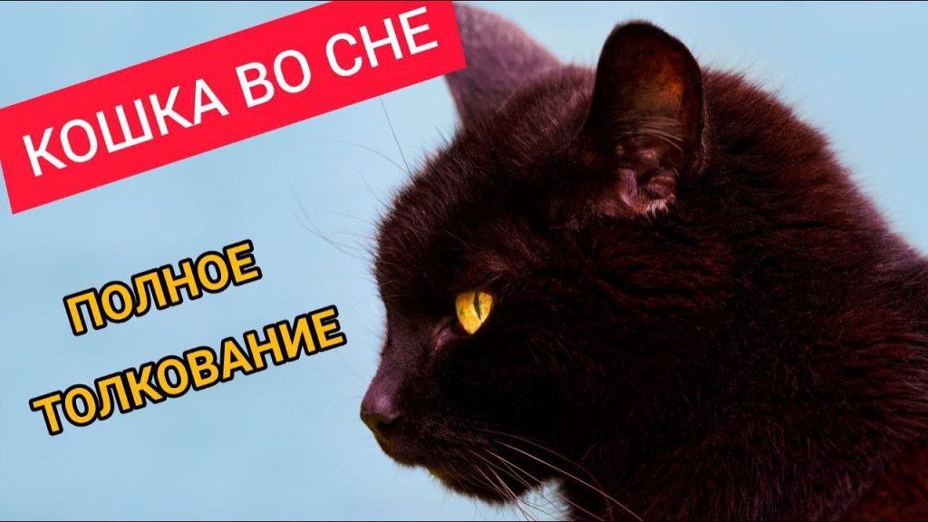 К Чему Снится Кал Женщине: Толкования и Значение Сновидения