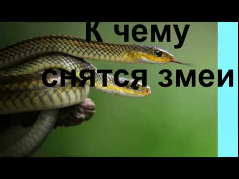 К Чему Снится Змея: Значение и Символика Сновидения