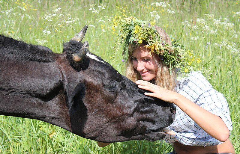 До Чого Сниться Корова Жінці: Значення, Символіка та Тлумачення
