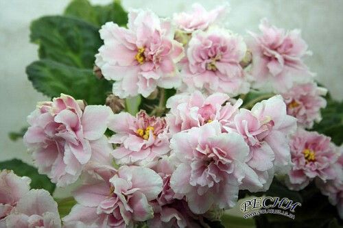 Колишня Дружина Розового: подробная биография, личная жизнь и карьера